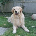Halvin Mon Chien  Golden Retriever Femelle - Garde d'animaux à domicile