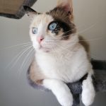 Accyan Mon Chat  Européen Femelle - Garde d'animaux à domicile