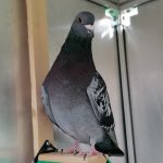 Louly Mon Pigeon  Bleu de Gascogne Femelle - Garde d'animaux à domicile
