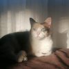Images de profil de Alexandre - Blooming Pets - Petsitting et garde d'animaux à domicile