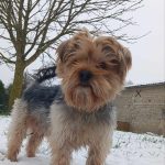 Milouz Mon Chien  Yorkshire Terrier Mâle - Garde d'animaux à domicile