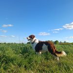 Prana Mon Chien  Border Collie Femelle - Garde d'animaux à domicile