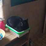 Mimi Mon Chat  Européen Femelle stérilisée - Garde d'animaux à domicile