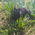 Miu Mon Chat  Européen Femelle stérilisée - Garde d'animaux à domicile