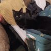 Images de profil de Alexia - Blooming Pets - Petsitting et garde d'animaux à domicile