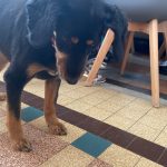 Romy Mon Chien  Épagneul Breton Femelle - Garde d'animaux à domicile