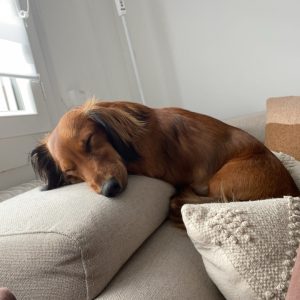 Images de profil de Alicia - Blooming Pets - Petsitting et garde d'animaux à domicile