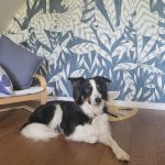 Salem Mon Chien  Border Collie Femelle - Garde d'animaux à domicile