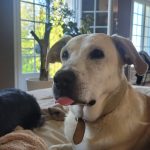 Louga Mon Chien  Berger d'Asie Centrale Mâle stérilisé - Garde d'animaux à domicile