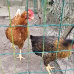 Poulette Ma Poule  Harco Femelle - Garde d'animaux à domicile