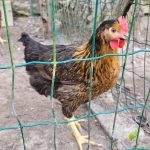 Caramel Ma Poule  Harco Femelle - Garde d'animaux à domicile