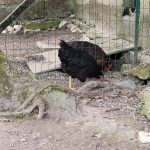 Chocolat Ma Poule  Harco Femelle - Garde d'animaux à domicile