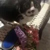 Images de profil de Alice - Blooming Pets - Petsitting et garde d'animaux à domicile
