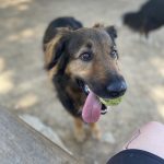 Joker Mon Chien  Berger Belge Malinois Mâle stérilisé - Garde d'animaux à domicile