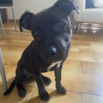 Venom Mon Chien  Staffordshire Bull Terrier Mâle - Garde d'animaux à domicile