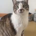 Ashley Mon Chat  Européen Femelle stérilisée - Garde d'animaux à domicile