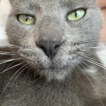 Kovu Mon Chat  Européen Mâle stérilisé - Garde d'animaux à domicile