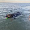 Images de profil de Alicia - Blooming Pets - Petsitting et garde d'animaux à domicile