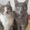 Images de profil de Alicia - Blooming Pets - Petsitting et garde d'animaux à domicile