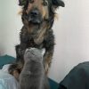 Images de profil de Alicia - Blooming Pets - Petsitting et garde d'animaux à domicile