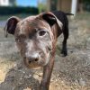 Images de profil de Alicia - Blooming Pets - Petsitting et garde d'animaux à domicile