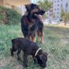 Images de profil de Alicia - Blooming Pets - Petsitting et garde d'animaux à domicile
