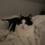 Maya Mon Chat  Européen Femelle - Garde d'animaux à domicile