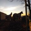 Images de profil de Aline - Blooming Pets - Petsitting et garde d'animaux à domicile