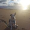 Images de profil de Aline - Blooming Pets - Petsitting et garde d'animaux à domicile