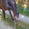 Images de profil de Aline - Blooming Pets - Petsitting et garde d'animaux à domicile