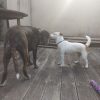 Images de profil de Aline - Blooming Pets - Petsitting et garde d'animaux à domicile