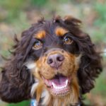 Shanti Mon Chien  Cocker Anglais Femelle stérilisée - Garde d'animaux à domicile