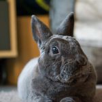 Meeko Mon Lapin  Rex Mâle stérilisé - Garde d'animaux à domicile