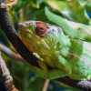 Images de profil de Alison - Blooming Pets - Petsitting et garde d'animaux à domicile