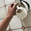 Images de profil de Alisson - Blooming Pets - Petsitting et garde d'animaux à domicile