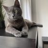 Images de profil de Alisson - Blooming Pets - Petsitting et garde d'animaux à domicile