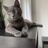 Images de profil de Alisson - Blooming Pets - Petsitting et garde d'animaux à domicile