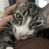 Images de profil de Alisson - Blooming Pets - Petsitting et garde d'animaux à domicile