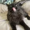 Images de profil de Alisson - Blooming Pets - Petsitting et garde d'animaux à domicile