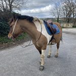 Salto Mon Cheval  Origine Constatée (OC) Mâle stérilisé - Garde d'animaux à domicile