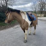 Salto Salto Mon Cheval Origine Constatée (OC) Mùle stérilisé - Garde d'animaux à domicile