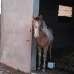 Noorkaï Noorkaï Mon Cheval Origine Constatée (OC) Mùle - Garde d'animaux à domicile