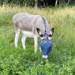 Axe Mon Âne  Âne Provencal Femelle - Garde d'animaux à domicile