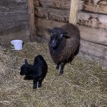 Pocket Mon Mouton  Ouessant Femelle - Garde d'animaux à domicile