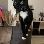 Uros Mon Chat  Chat de gouttière (Commun) Mâle - Garde d'animaux à domicile