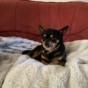 Images de profil de Alyson - Blooming Pets - Petsitting et garde d'animaux à domicile