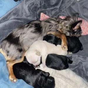 Images de profil de Alyson - Blooming Pets - Petsitting et garde d'animaux à domicile