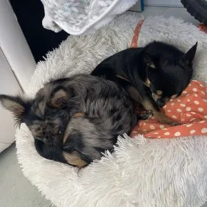 Images de profil de Alyson - Blooming Pets - Petsitting et garde d'animaux à domicile