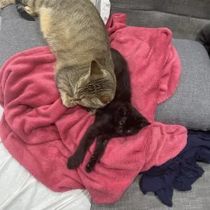 Images de profil de Alyson - Blooming Pets - Petsitting et garde d'animaux à domicile
