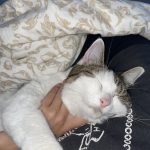 Nina Mon Chat  Croisé Femelle - Garde d'animaux à domicile